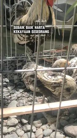 Sebaik baik Harta