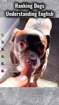 Dogs understand Eng
