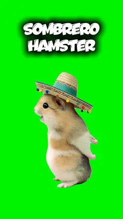 sombrero hamster