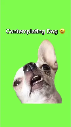 Contemplating Dog 🤣