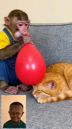 monkey and cat 