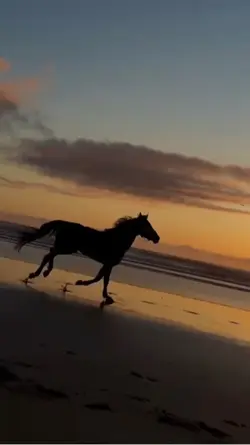 Horse run slowmo