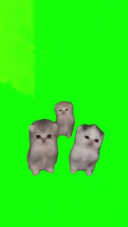cat meme