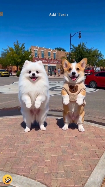 Dance dog'