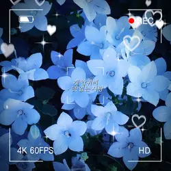 꽃말 모음