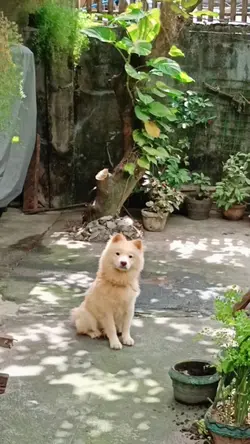 Pogi