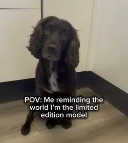 Limited edition mode