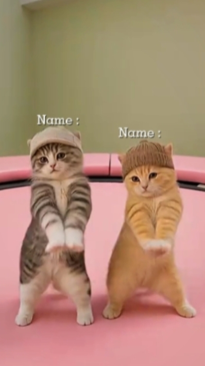 Funny Cat