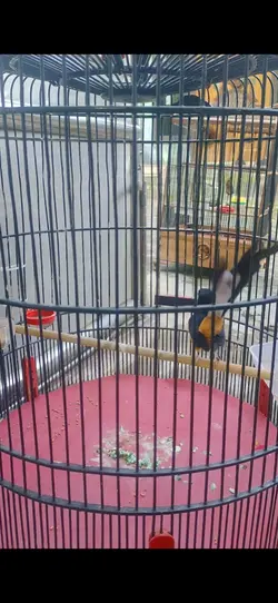 Manuk04-Omkumiskicau
