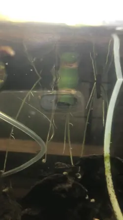 水槽で水耕栽培