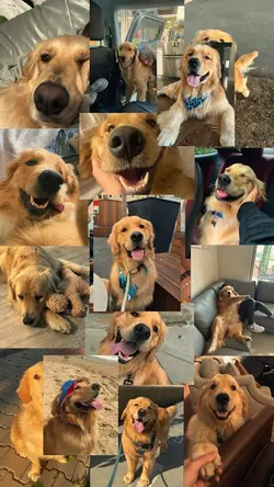 My dog