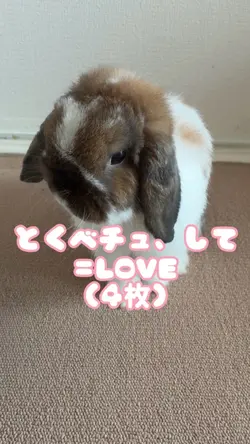 歌詞動画・とくべチュ、して（4枚）