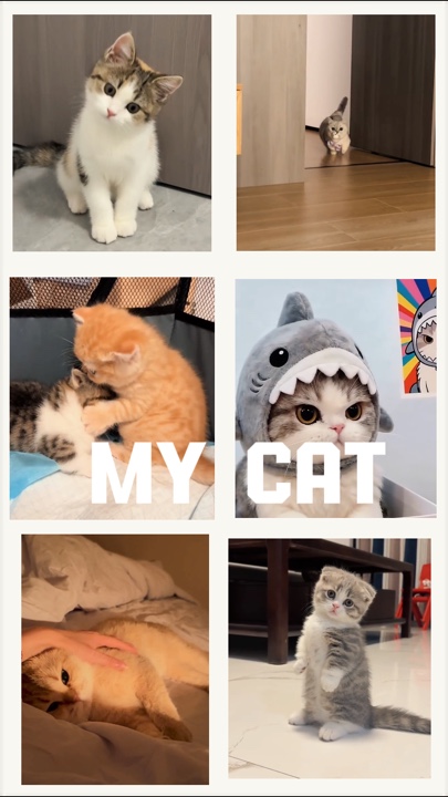 My cat