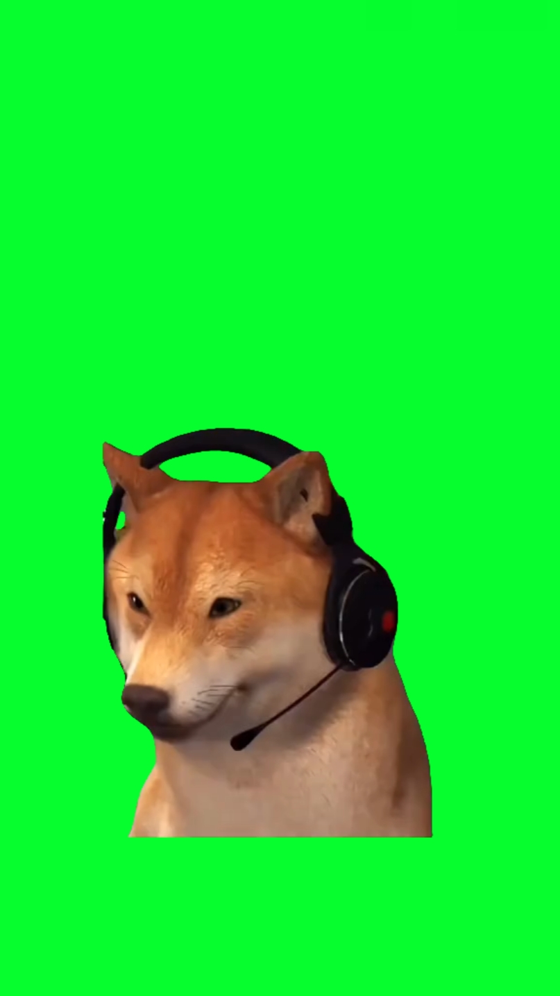 PERRO VIBRANDO