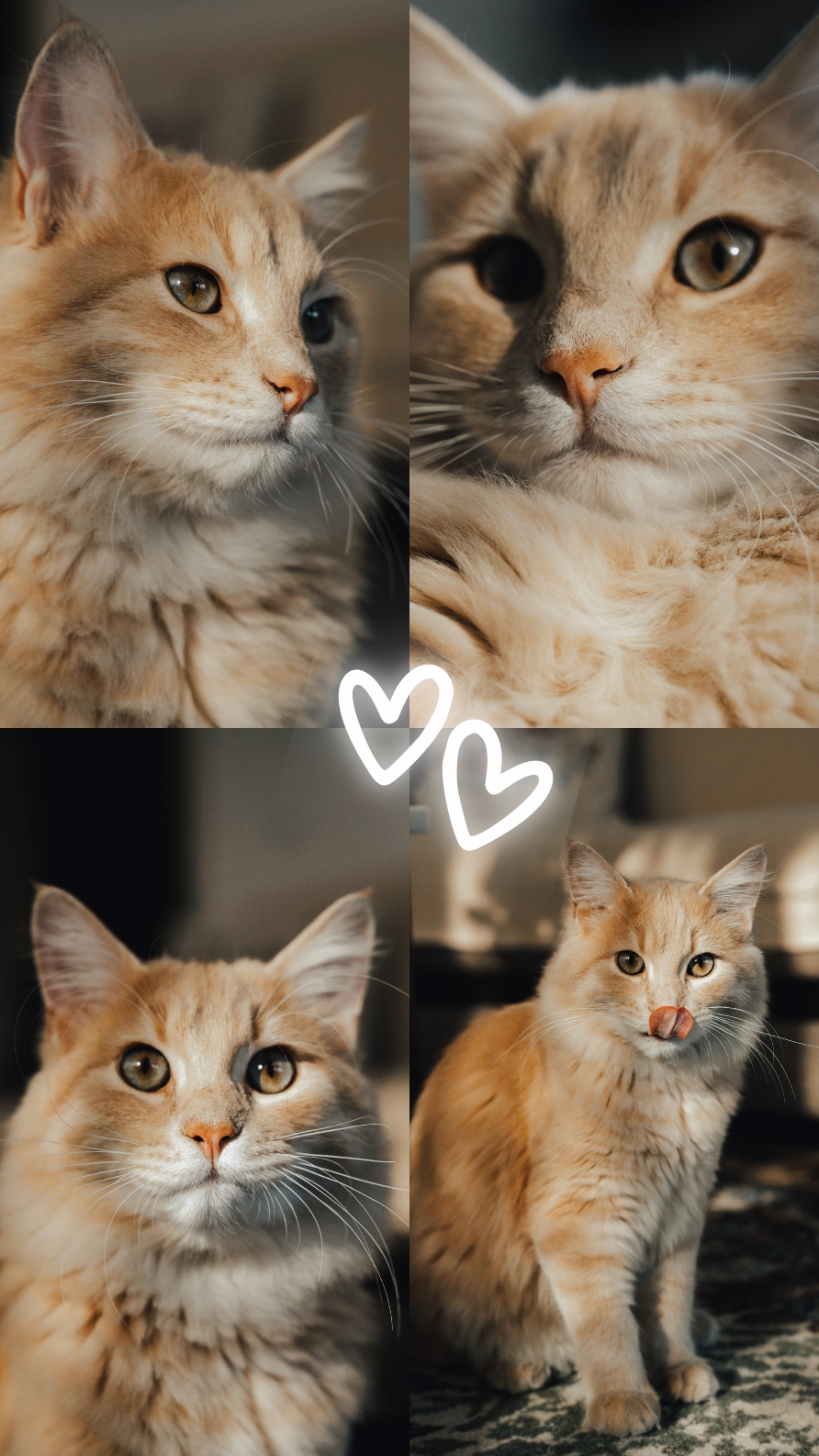 Katze
