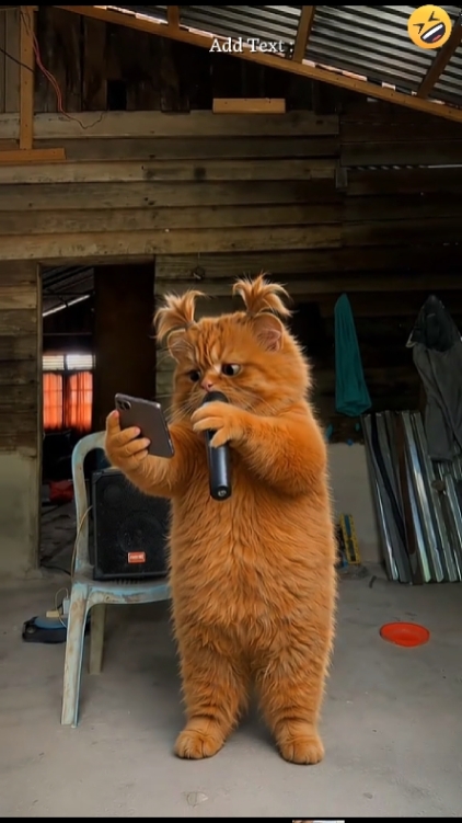 Funny Cat
