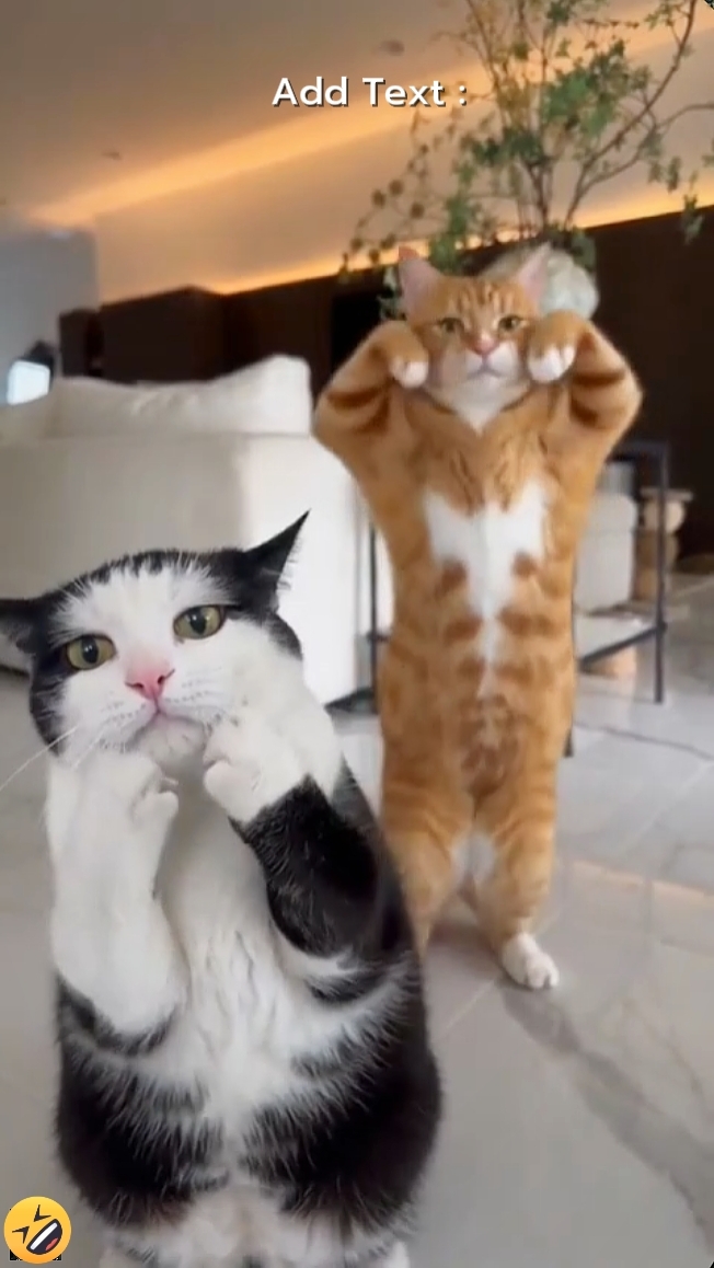 Dance cat Trend'