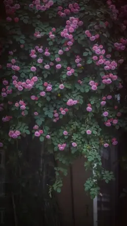 Cốt truyện bi thương