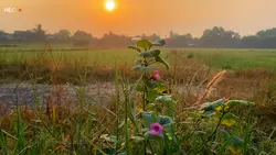 Giai Điệu Yêu Nước