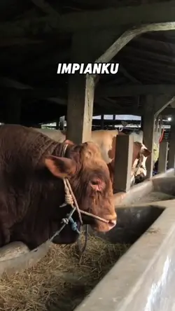 impianku sapi rezeki