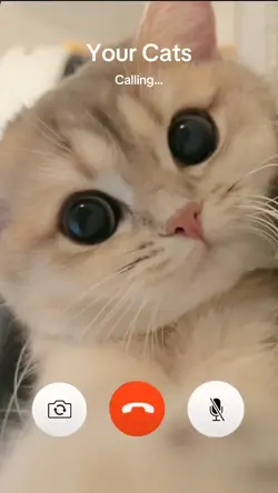 🐱Calling to check…