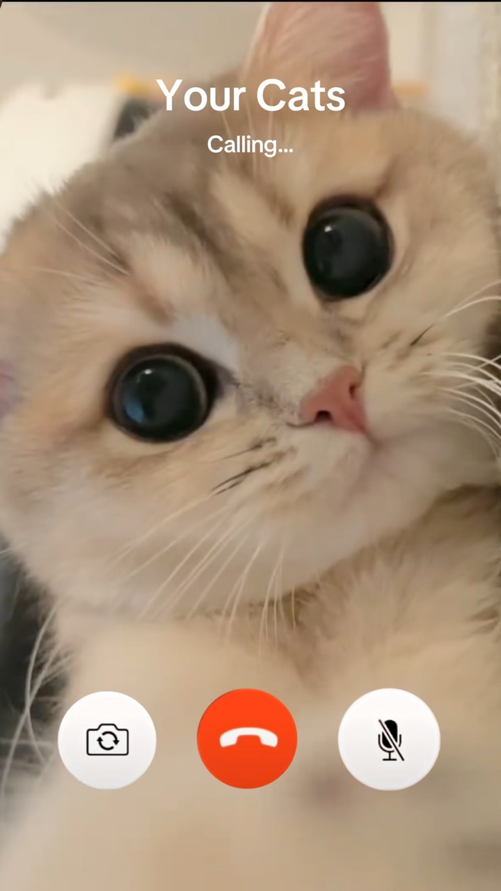 🐱Calling to check…