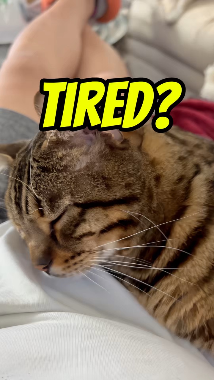 ¿Estás cansado? 😺🏆