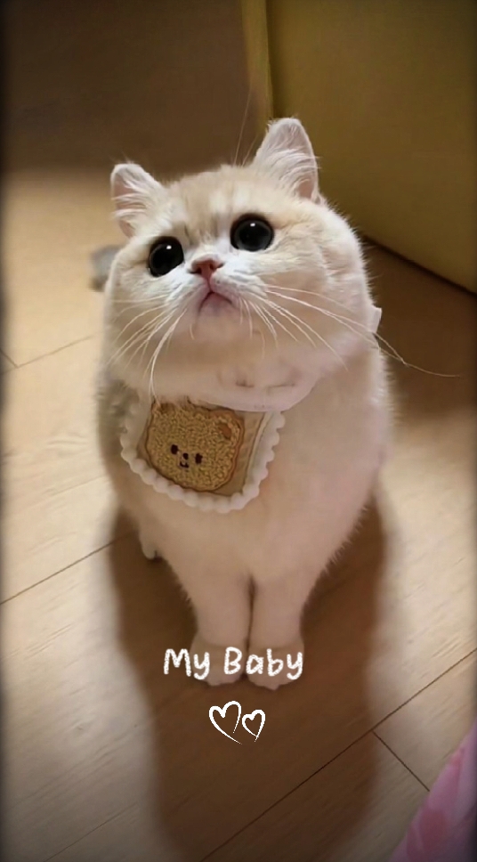 사랑스러운 고양이