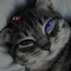 cute cat
