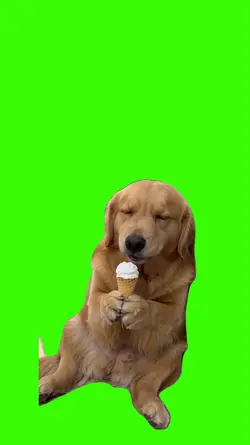 Dog/Cachorro