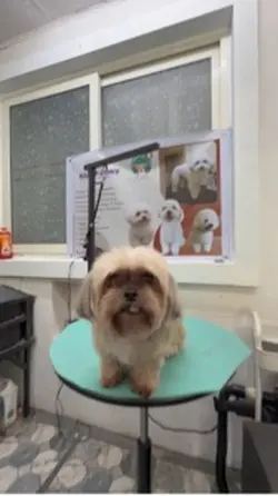 Pet grooming