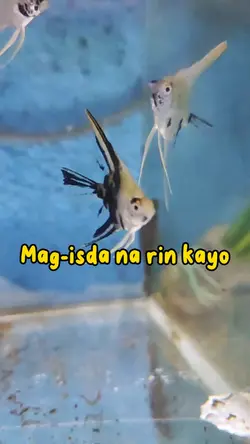 Mag isda na rin kayo