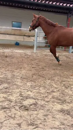 powerhorse😼