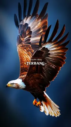 Elang