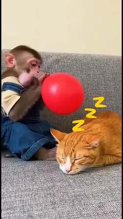 template kucing lucu