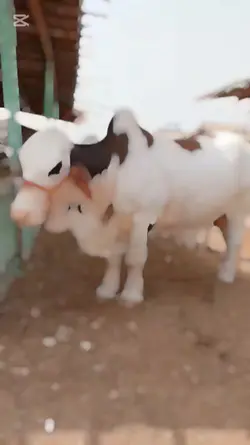 bakra template 