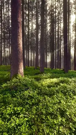 forest freshness
