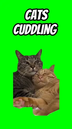 Cats cuddling