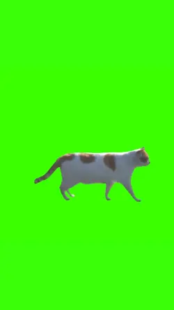 kucing jalan di es