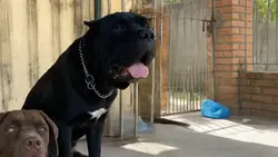 Dogs sinceros
