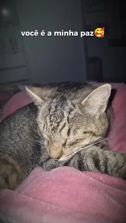 animais