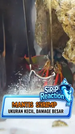 Mantis Shrimp