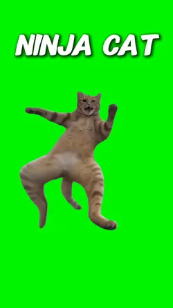 Ninja Cat