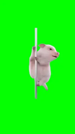 Funny pig dancing 