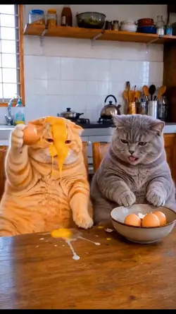 Just funny cat