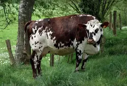 agriculture 