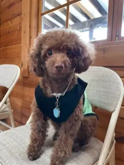 狂犬病予防接種