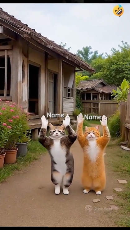 댄스 캣