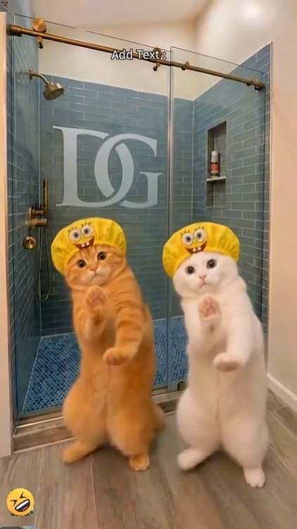 Funny Cat, 