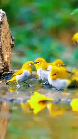 suara pleci+air